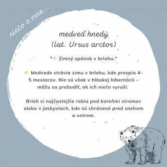 MEDVEĎ HNEDÝ – Kráľ našich lesov